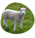 halal meat boston Lamb