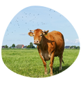 halal meat Boston Cow