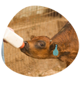 halal meat Boston Calf