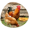 halal meat Boston Chicken