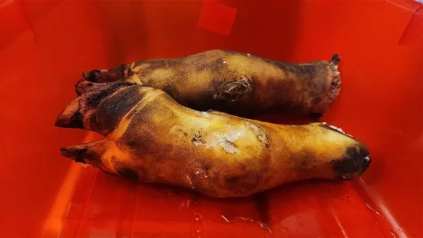Beef Feet Uncut - Image 3