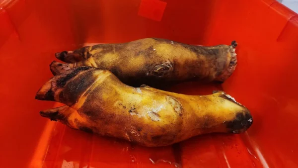 Beef Feet Uncut - Image 5
