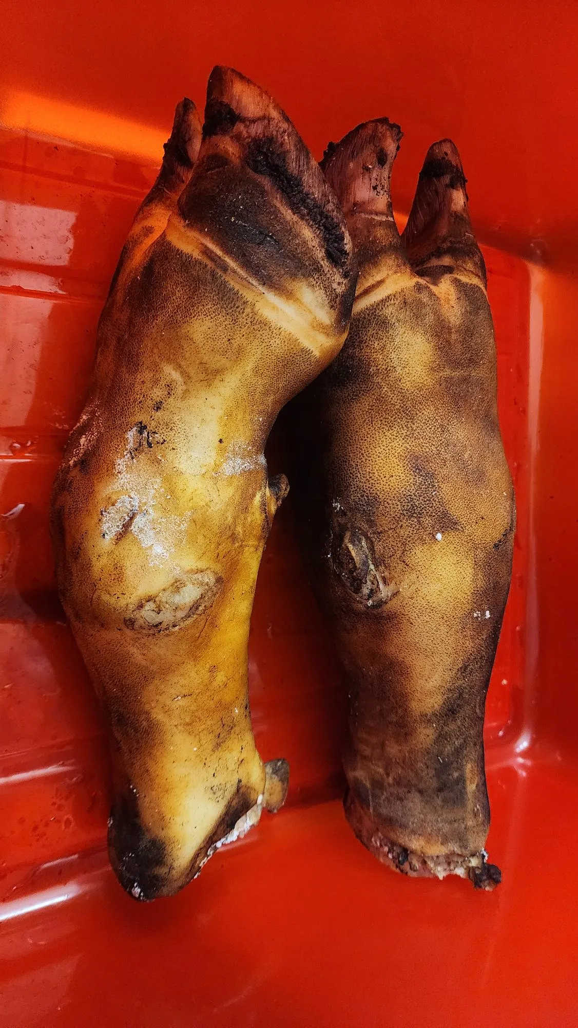 Beef Feet Uncut