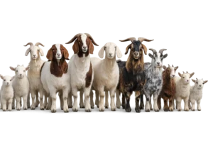 Goats